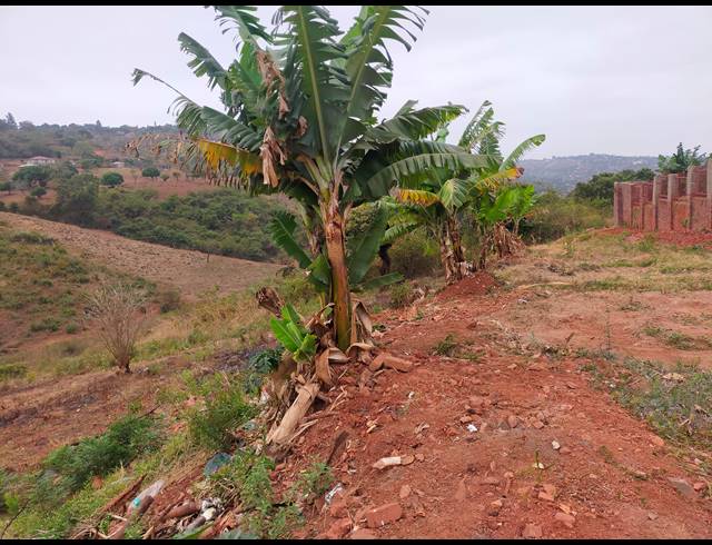 50,000M² FARM FOR SALE IN NGOVHELA